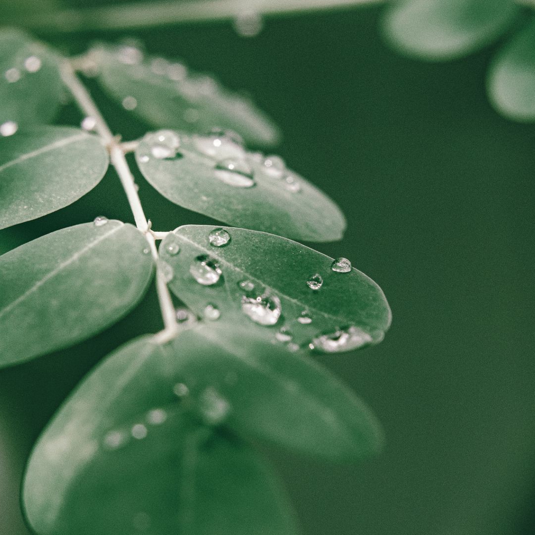 EzMoringa business image in Wausau, Wisconsin